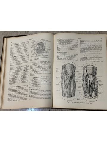  Essentials Of Human Anatomy 