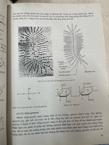Cơ Sở Hoá Sinh - PGS, TS. Trịnh Lê Hùng