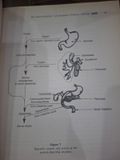 The Nutrition Desk Reference - Robert Garrison, Jr., M.A., R.Ph. & Elizabeth Somer, M.A., R.D. 