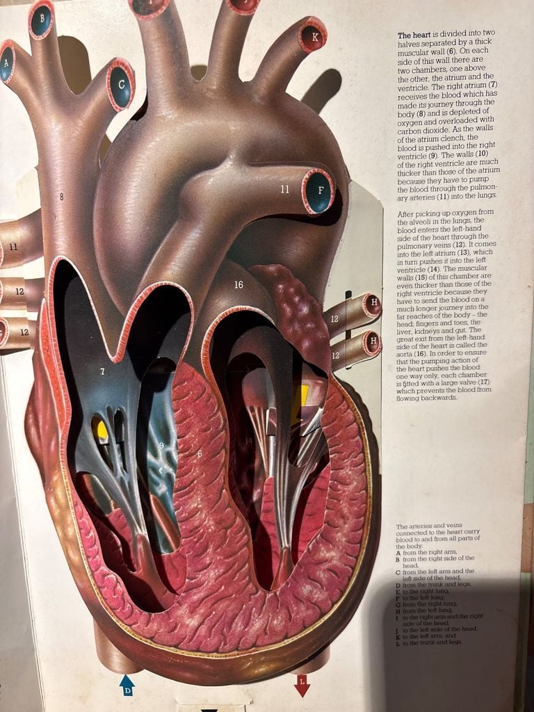  The Human Body - Jonathan Miller, David Pelham 