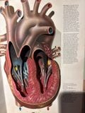  The Human Body - Jonathan Miller, David Pelham 