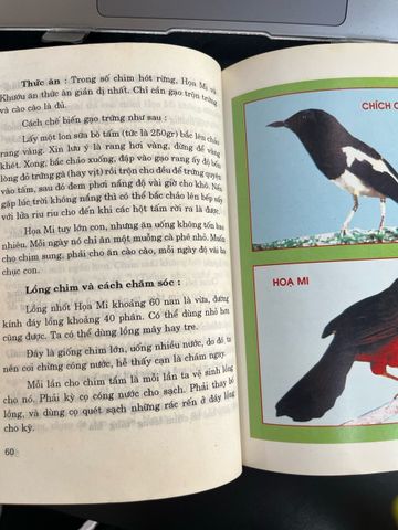  Nghệ thuật nuôi chim hót, chim kiểng - Việt Chương 