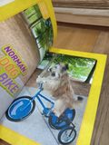  Dog on a Bike! and More True Stories of Amazing Animal Talents! - National Geographic Kids 