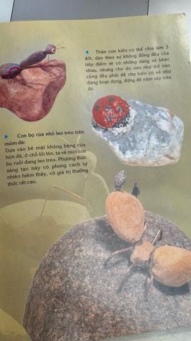  Nghệ thuật làm đồ chơi từ đá - Thục Nữ 