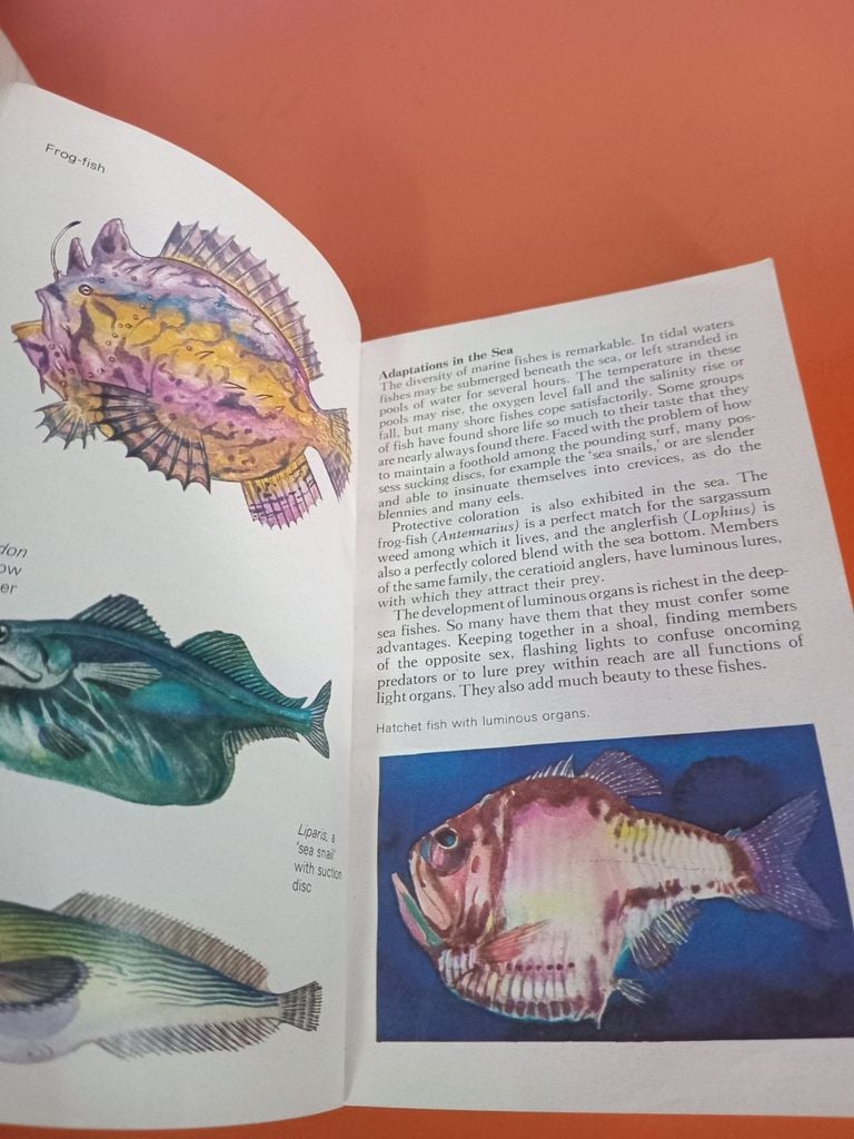  Fishes Of The World - Allan Cooper 