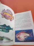  Fishes Of The World - Allan Cooper 