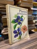  Plantes Grimpantes 