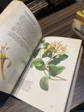  Plantes Grimpantes 