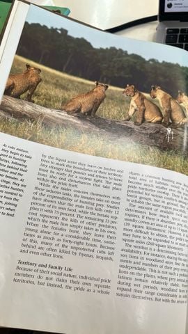  Lions a portrait of the animal world - Lee Server 