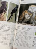  Stokes Field Guide To Birds - Donald And Lillian Stokes 