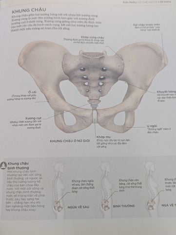  Khoa Học Về Yoga - Phạm Hằng Nguyên Dịch 