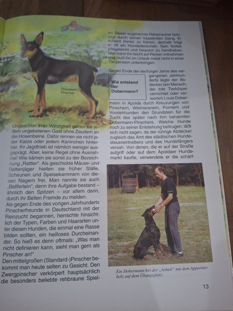  Hunde 