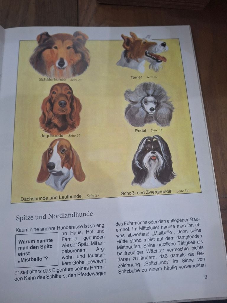  Hunde 