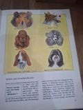  Hunde 