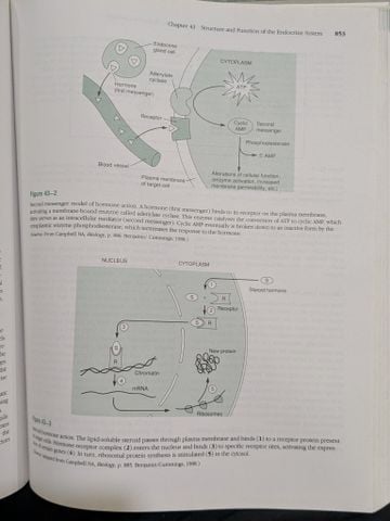  The Nurse Pharmacology And Drug Therapy 