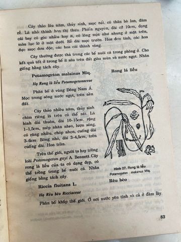  Cá cảnh - Võ Văn Chi 