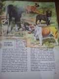  Hunde 