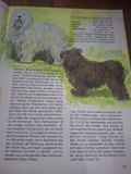  Hunde 