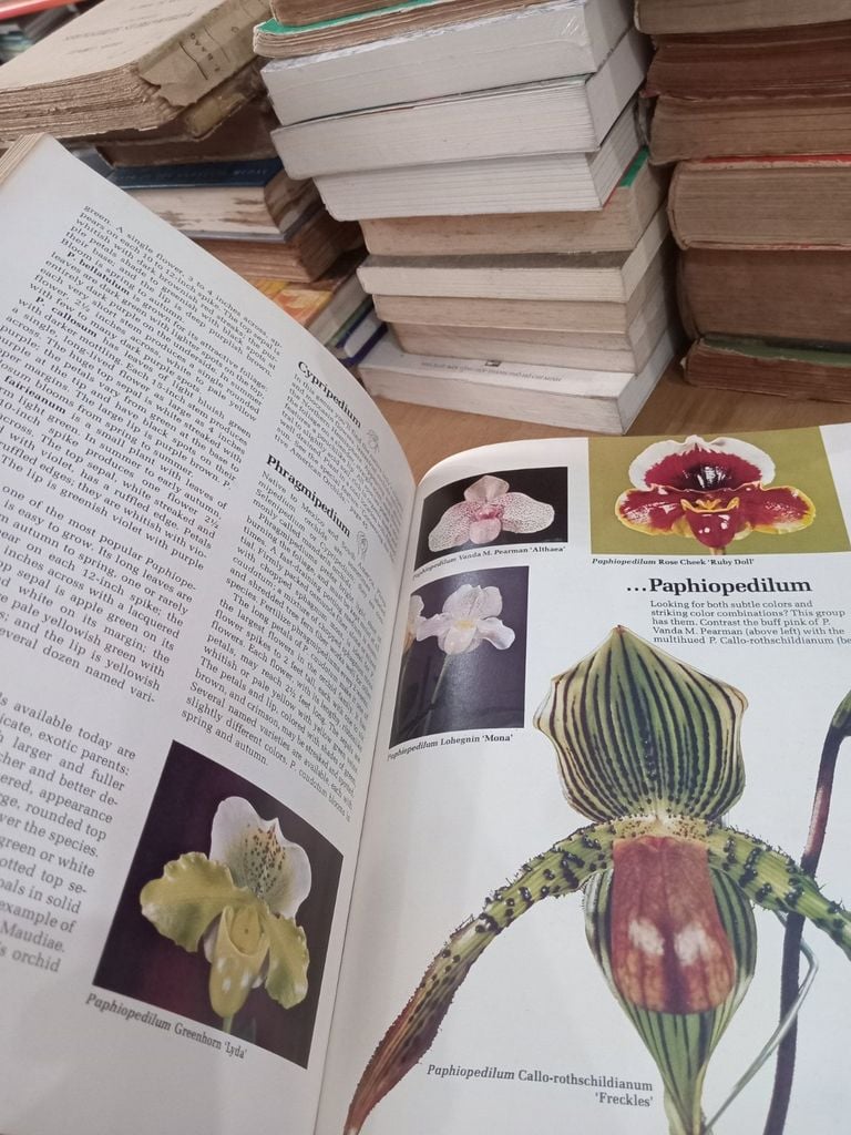  How To Grow Orchids 