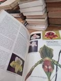 How To Grow Orchids 