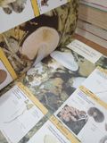  Grand guide encyclopédique des Champignons 