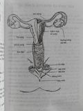  Chăm sóc phụ nữ - BS. Thế Ân 