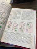  Histology: A Text And Atlas - Michael H. Ross, Wojciech Pawlina 