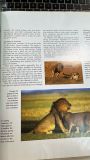  Lions a Portrait of the Animal World - Lee Server 