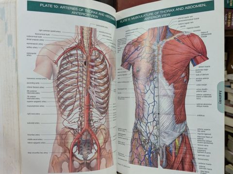 Stedman's Concise Medical Dictionary for the Healthy Professions