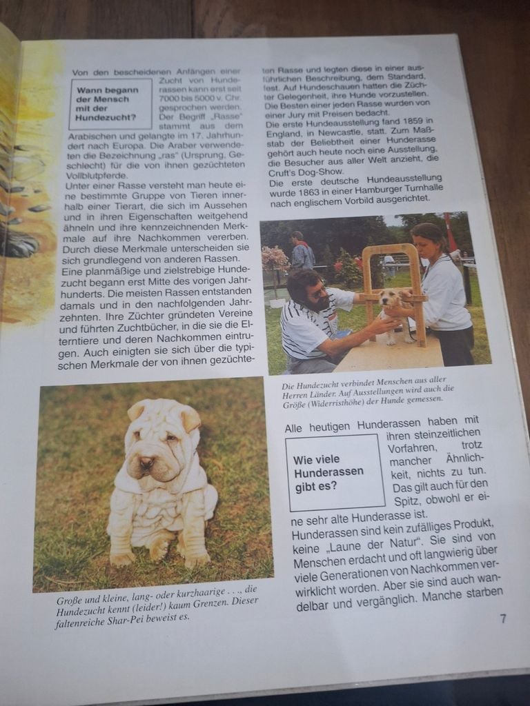  Hunde 