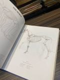  Anatomy Drawing School Animal - Andras Szunyoghy, Gyorgy Feher 