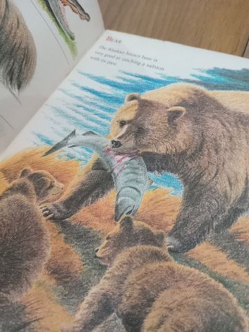 Wild Animals: From Alligator to Zebra 