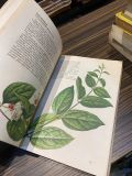  Plantes Grimpantes 