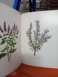  Aromatherapie - Dr. Jean Valnet 