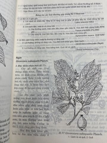  Thực Vật Rừng - Lê Mộng Chân, Lê Thị Huyên 