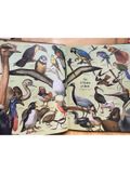  LIFE Nature Library : The Birds 