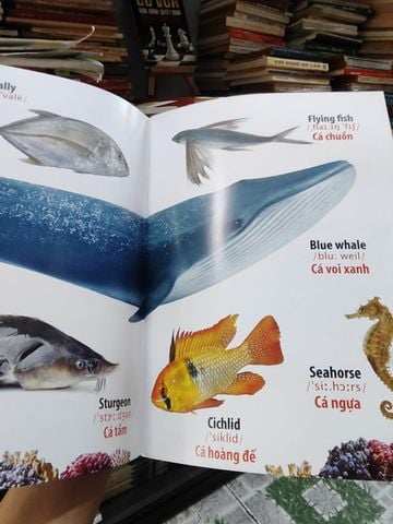  Từ Điển Bằng Hình: Động Vật Dưới Nước - Hải Phạm 