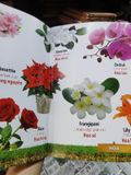  Từ Điển Bằng Hình: Hoa, Quả, Rau Củ - Hải Phạm 