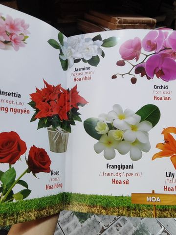  Từ Điển Bằng Hình: Hoa, Quả, Rau Củ - Hải Phạm 