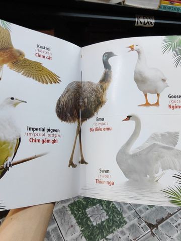  Từ Điển Bằng Hình: Thế Giới Loài Chim - Hải Phạm 