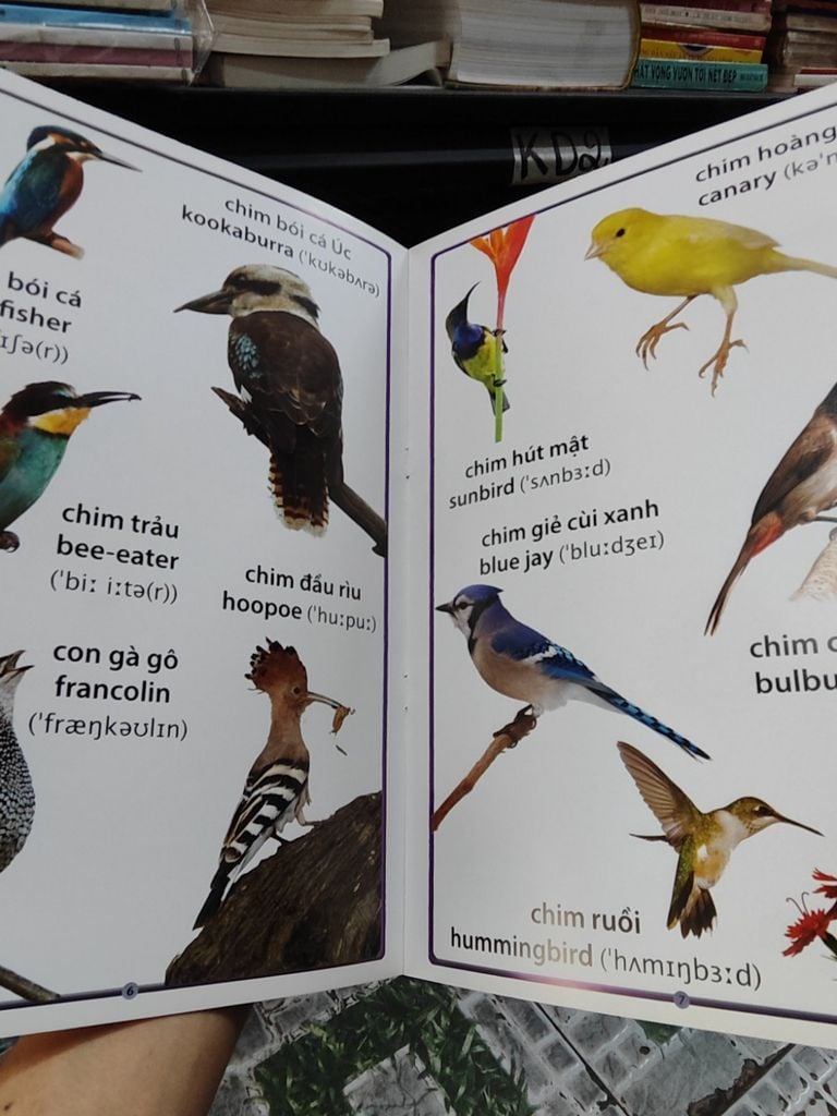  Cuốn Sách Lớn Đầu Tiên Của Tôi: Về Chim Chóc - Nhóm Dolphin 