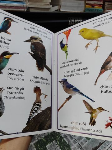  Cuốn Sách Lớn Đầu Tiên Của Tôi: Về Chim Chóc - Nhóm Dolphin 