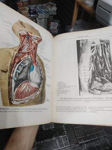 Atlas Of Human Anatomy - R. D. Sinelnikov