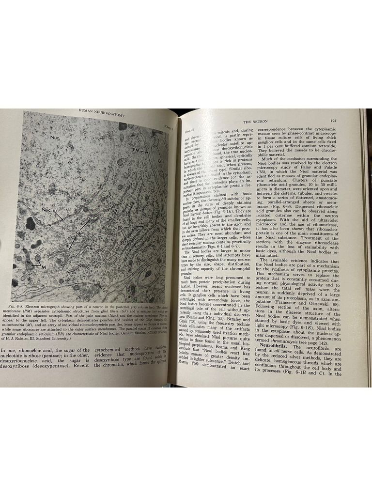  Human Neuroanatomy – Raymond C. Truex, Malcolm B. Carpenter 