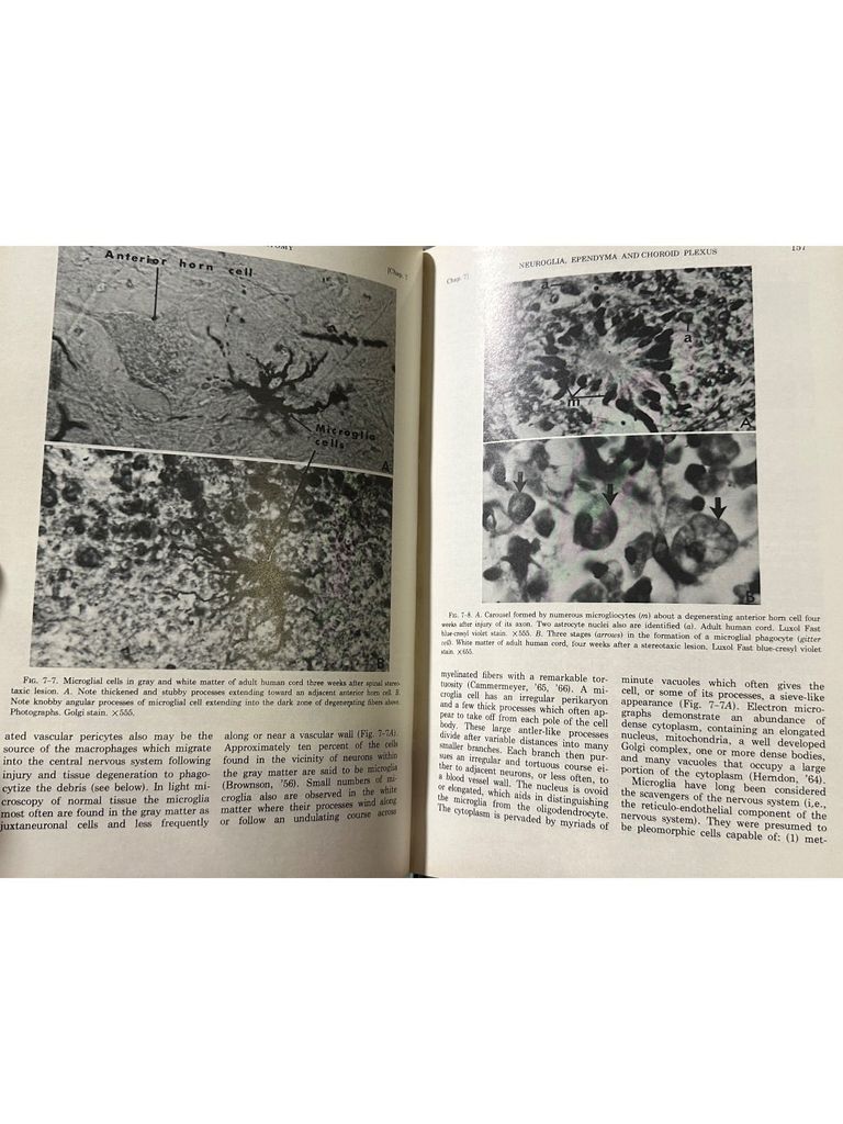  Human Neuroanatomy – Raymond C. Truex, Malcolm B. Carpenter 