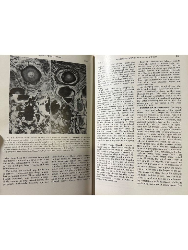  Human Neuroanatomy – Raymond C. Truex, Malcolm B. Carpenter 