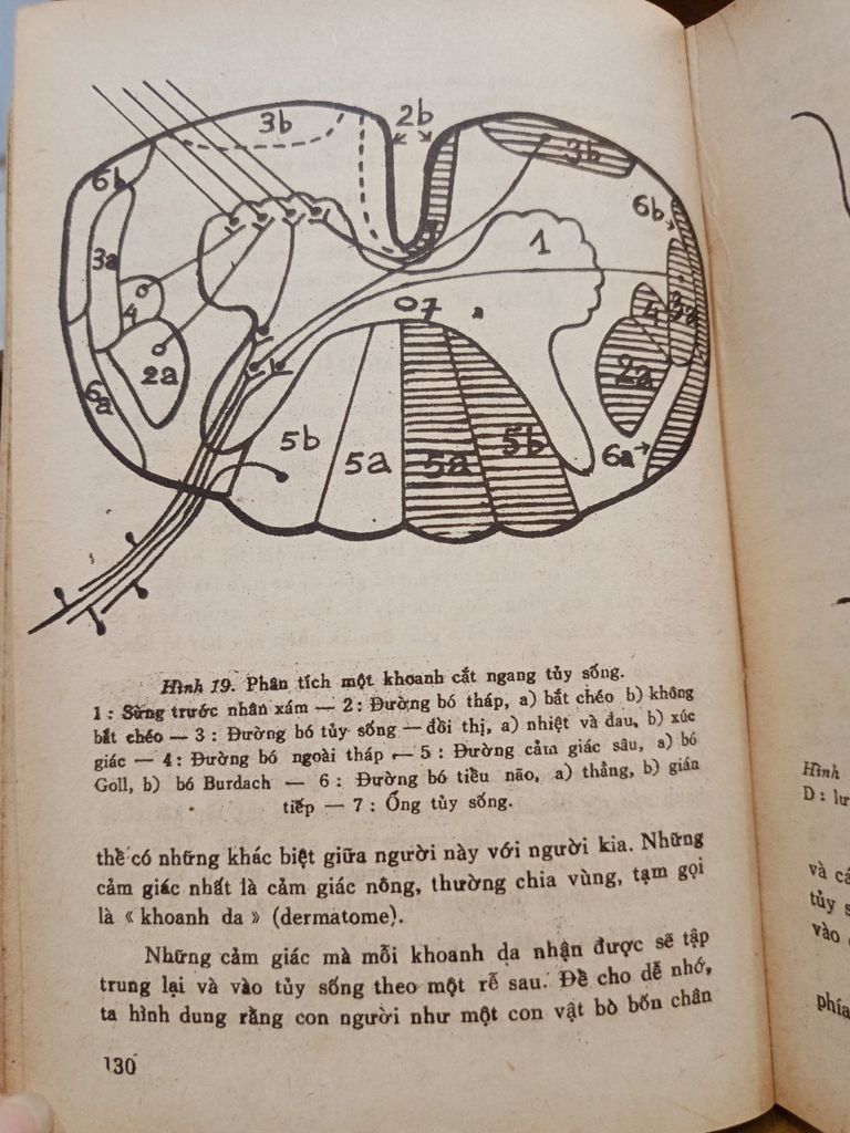  Triệu Chứng Học Thần Kinh: Lâm Sàng Và X Quang – Lê Xuân Trung 