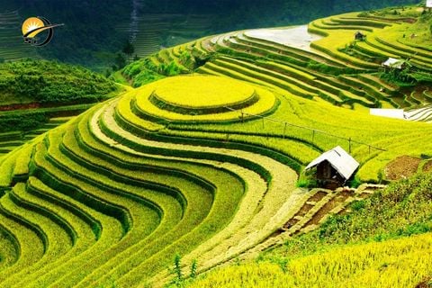 HÀ NỘI - MÙ CANG CHẢI - TRẠM TẤU - CU VAI MÙA LÚA CHÍN