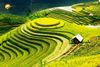HÀ NỘI - MÙ CANG CHẢI - TRẠM TẤU - CU VAI MÙA LÚA CHÍN