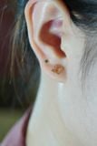 Hoa tai thỏ trơn vàng 14k (ER-GLD-096)